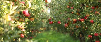 New Capital launches the New Capital Sustainable World High-Yield Bond Fund